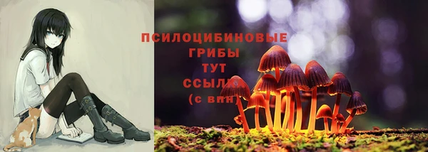 сатива Новодвинск