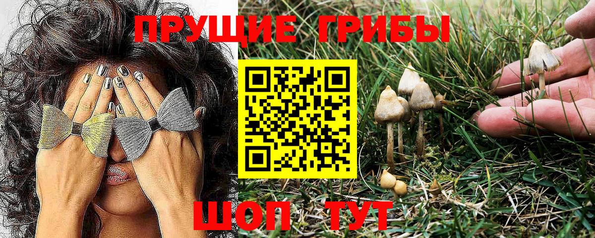 наркотики  Галлюциногенные грибы Psilocybe  Вход с VPN  Карпинск 